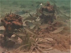 Helotes octolineatus