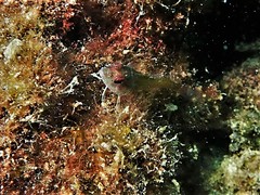 Helcogramma decurrens