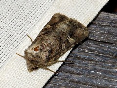 Tycomarptes inferior