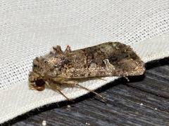 Tycomarptes inferior