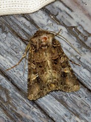 Tycomarptes inferior