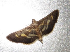 Syngamia