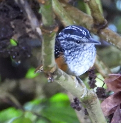 Hypocnemis peruviana