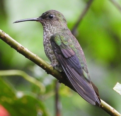 Taphrospilus hypostictus