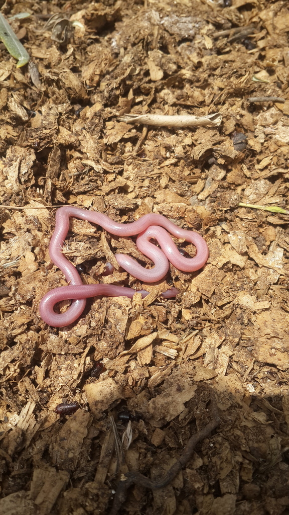 Letheobia simoni from Ramallah and AlBireh, PSWE, PS on April 02