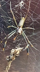 Trichonephila clavipes