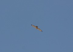 Pernis ptilorhynchus