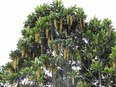 Lophanthera lactescens
