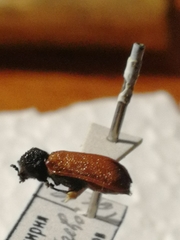 Bostrichus capucinus