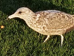 Larus