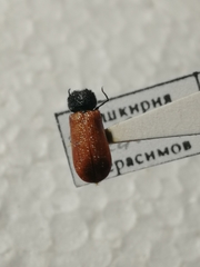 Bostrichus capucinus