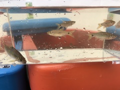 Rasbora notura