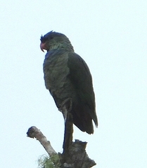 Pionus sordidus