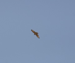 Pernis ptilorhynchus