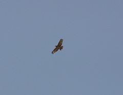 Pernis ptilorhynchus