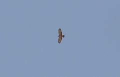 Pernis ptilorhynchus