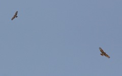 Pernis ptilorhynchus