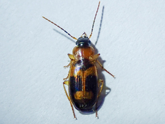 Badister lacertosus
