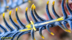 Araiopontonia odontorhyncha