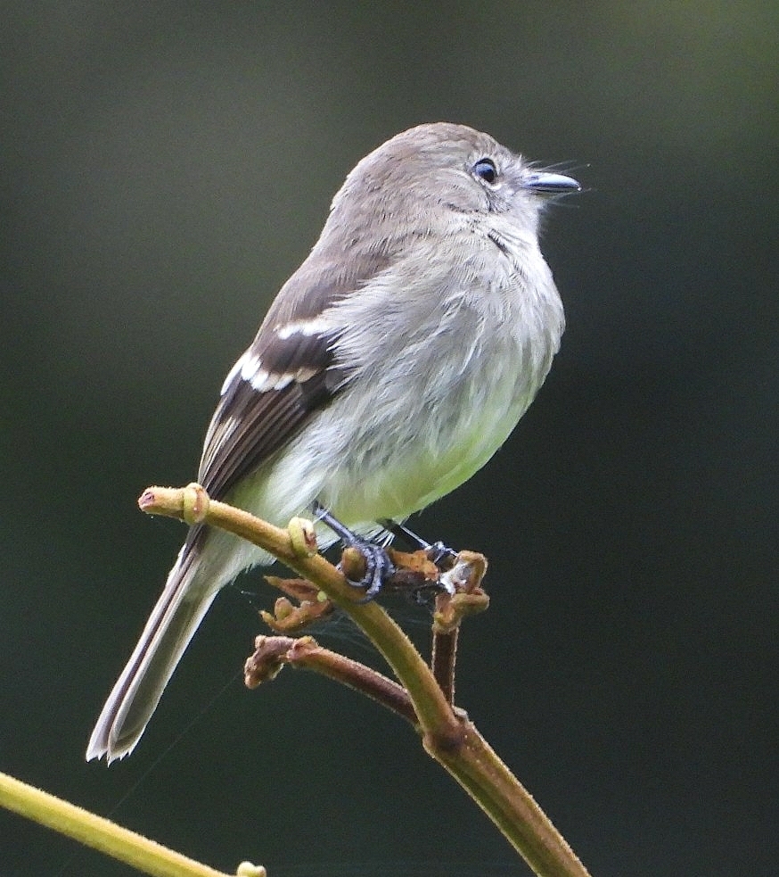 Olive-Chested Flycatcher