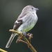 Olive-chested Flycatcher - Photo (c) Nelson Apolo, some rights reserved (CC BY-NC), uploaded by Nelson Apolo