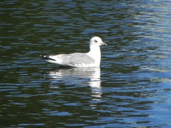 Larus canus
