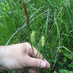 Carex bullata
