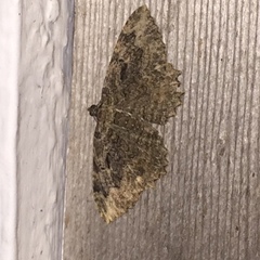 Rheumaptera meadii