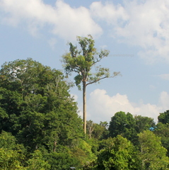 Koompassia excelsa