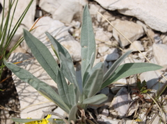 Cynoglossum magellense