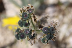 Cynoglossum magellense