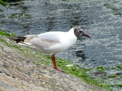 Chroicocephalus ridibundus