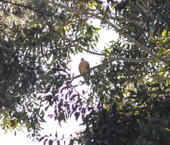 Accipiter rufiventris