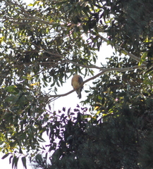 Accipiter rufiventris