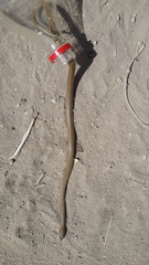 Eirenis decemlineatus