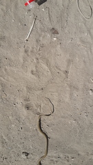 Eirenis decemlineatus