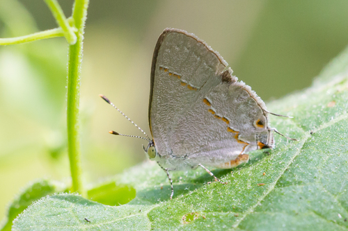 Ministrymon janevicroy Glassberg, 2013