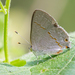 Mariposa Sedosa Manchada - Photo (c) Lee Hoy, algunos derechos reservados (CC BY-NC-ND), subido por Lee Hoy