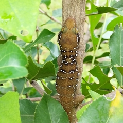 Hemidactylus triedrus