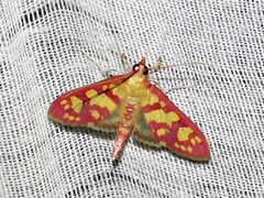 Stenochora lancinalis