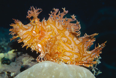 Lacy Scorpionfish photo 4