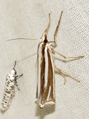 Ancylolomia prepiella