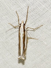 Ancylolomia prepiella