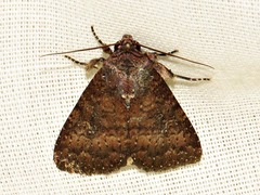 Condica capensis