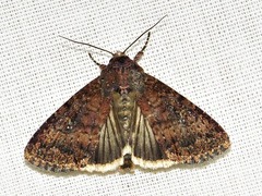 Condica capensis