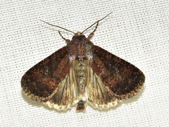 Condica capensis