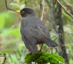 Turdus fulviventris