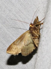 Mocis mutuaria