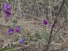 Lathyrus odoratus