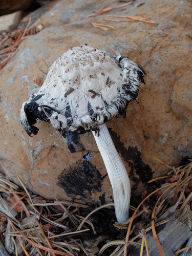 iNaturalist observation photo of Shaggy Mane